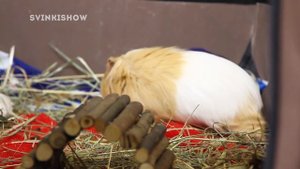ЁЛКИ и МОРСКИЕ СВИНКИ / ТОЛИКУ очень повезло / SvinkiShow