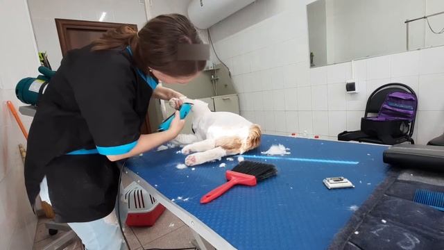 Стрижка кота Дракон
