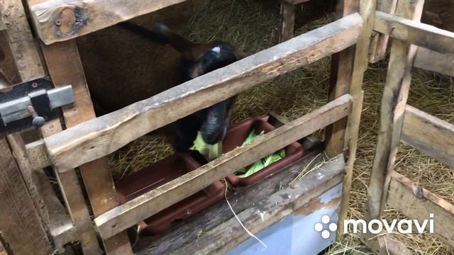 Как хранить капусту на зиму в погребе.