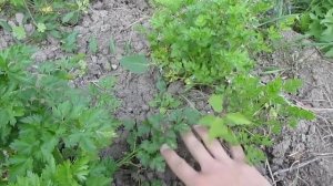 Посадка абрикос из косточки (2 часть)