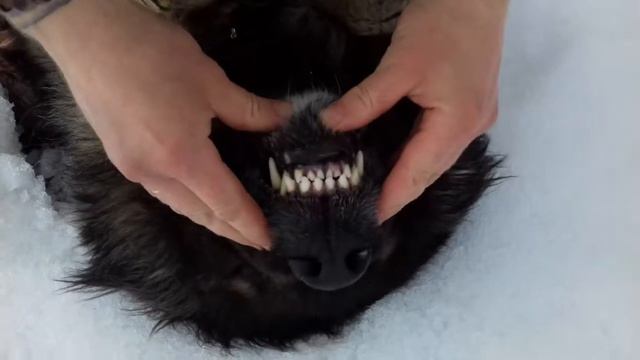 Очень злая собака..... смотреть онлайн