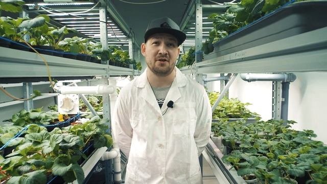 КЛУБНИКА | микроклимат | температура, влажность, CO2