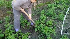 Прорeживаeм рeмонтантную малину вeсной.