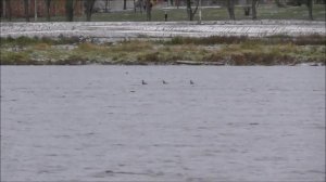 перелетные северные утки в Великом Новгороде 05.11.2022