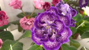 Цветущие сорта Глоксиний(Выпуск №27)