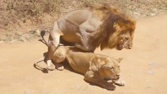 mating season in the Serengeti смотреть онлайн