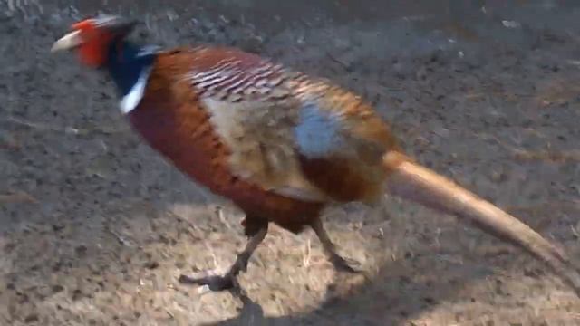Фазан обыкновенный - Phasianus colchicus смотреть онлайн