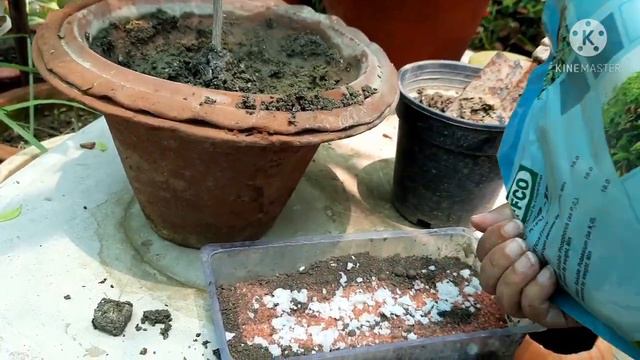 Magical Fertilizer to Get Maximum Flowering on Bougainvillea Plants, Bougainvillea पर पाए हज़ारों फू смотреть онлайн