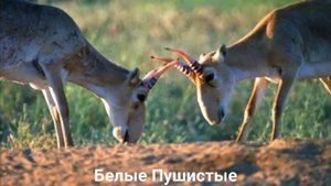 САЙГАК/Копытные/Животные/Интересные факты
