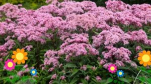 Посконник пятнистый Atropurpureum. Краткий обзор, описание характеристик
