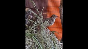 Лесной жаворонок песня 04 01 2020.