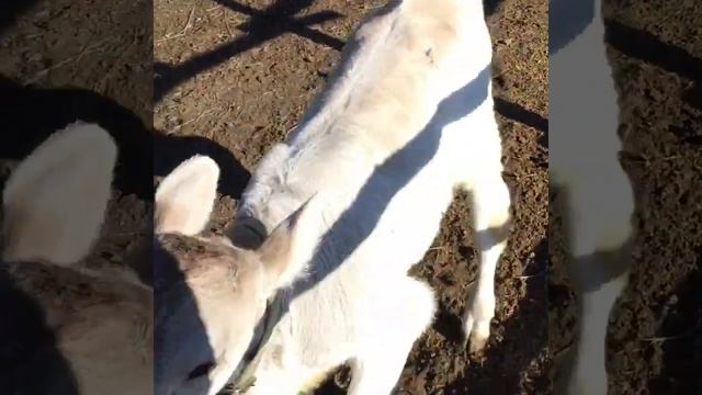 Ферма Нюся порода коров Швицкая смотреть онлайн