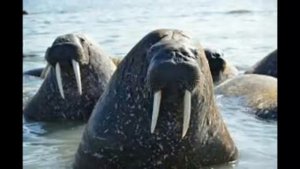 Топ 5 животных занесенных в красную книгу