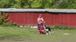 Танцы с собаками. "Кубок РКФ 2014".