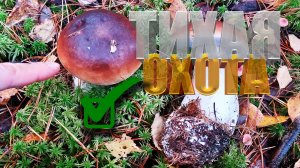 🤷♂️ТАКОЕ БЫВАЕТ? МЫ НЕ ПОВЕРИЛИ СВОИМ ГЛАЗАМ! БЕЛЫМ ГРИБАМ НИ КОНЦА НИ КРАЮ НЕ ВИДНО!