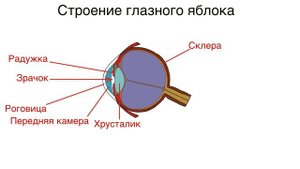 Научно-популярная лекция: как устроено зрение человека.