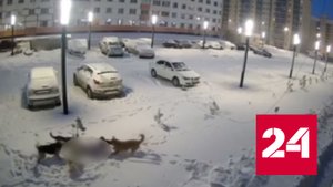 Момент нападения стаи собак на ребенка в Новом Уренгое сняла камера - Россия 24