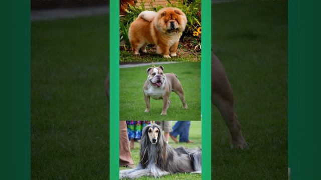 Три самые умные и глупые породы собак! #интересныефакты #факты #собаки #бульдог