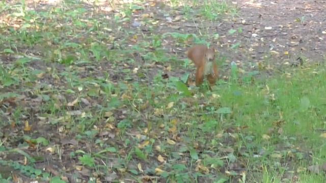 Funny Russian squirrels. Белка с шишкой. смотреть онлайн