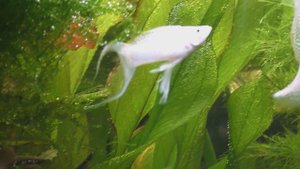 ? МОЛЛИНЕЗИИ СНЕЖИНКИ в травнике 150л