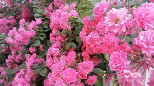 Плетистая роза Дороти Перкинс