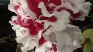 ПЕТУНИЯ. ЧЕМ МОЖНО ОБРАБАТЫВАТЬ ЦВЕТЫ ОТ ВРЕДИТЕЛЕЙ.  Видео Ольги Черновой 26 мая
