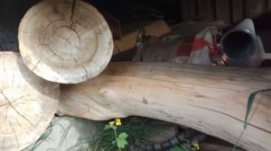 Заготовка древесины на черенки/топорища. Вяз, клен. Посадил вязы.