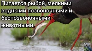 Чёрный аист (англ. Black stork)