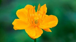 Неповторимый Калининградский Ботанический Сад