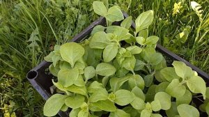 Посадила петунии в кашпо! Жду цветения!