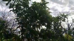 ЗИМА 2021!ПРУД НА ДАЧЕ!ОЛЕАНДР,ЛАВР,МАГНОЛИЯ,ПАЛЬМА,БАМБУК,КАКТУС,ЛАВРОВИШНЯ,МУШМУЛА,БАНАН,БЕРЕСКЛЕ