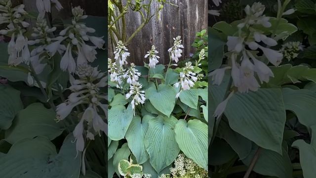 Hosta “Elegans” In Blooms