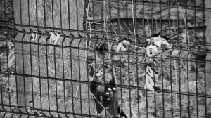 Ночная жизнь в вольере Мансура: Новый трофей чёрной кошки Нокси.