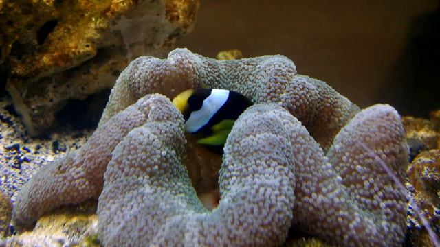 Clownfish And Anemone
