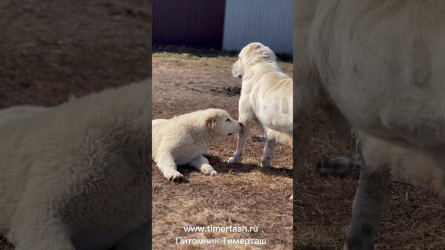 Брина и малыши Среднеазиатские овчарки питомника Тимерташ Ведётся запись на щенков  +79048881825