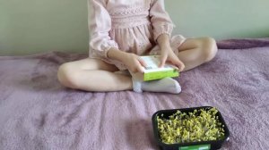 Мы выращиваем микрозелень растения Кейл,5 часть!
