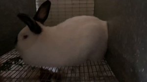 Калифорнийские Кролики. Кормление Кроликов Летом Травой.