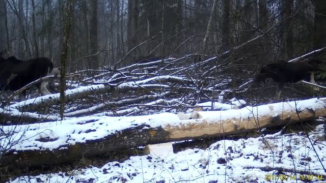 Посчитай лосей! смотреть онлайн