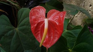 anthurium