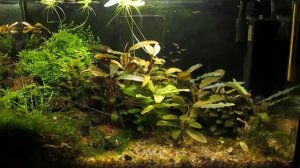 разрушаем миф про то что гуппи едят своих мальков! Гуппи не едят своих мальков ! Часть 1