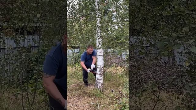 Спил берёзы или как всё пошло не по плану?♂️ #спилдеревьев #дачаснуля #участокснуля