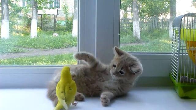 Кто в доме хозяин????? смотреть онлайн