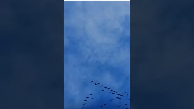 Стрелки-птицы(караоке) смотреть онлайн