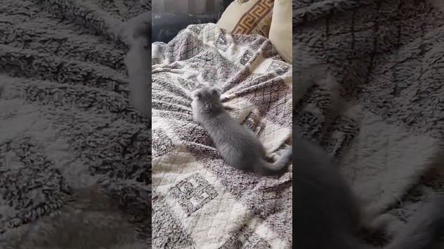 Тоша и мышка смотреть онлайн