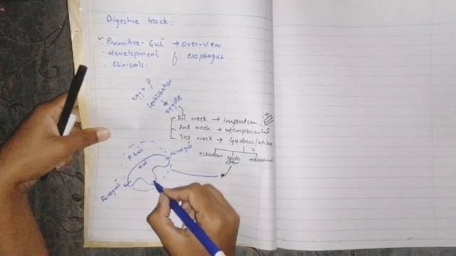 Digestive system #formation of primitive gut #development of esophagus #clinicals (part 1) смотреть онлайн
