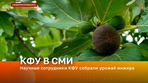 Научные сотрудники КФУ собрали урожай инжира