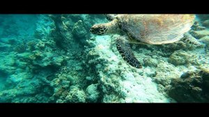 Snorkelling at Dhawa Ihuru Maldives' Oustanding House Reef
