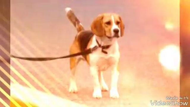 Анимация про МИЛИХ СОБАК ??? смотреть онлайн