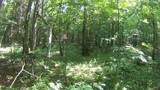 Вылазка в гнилой лес во время засухи. смотреть онлайн