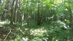 Вылазка в гнилой лес во время засухи.